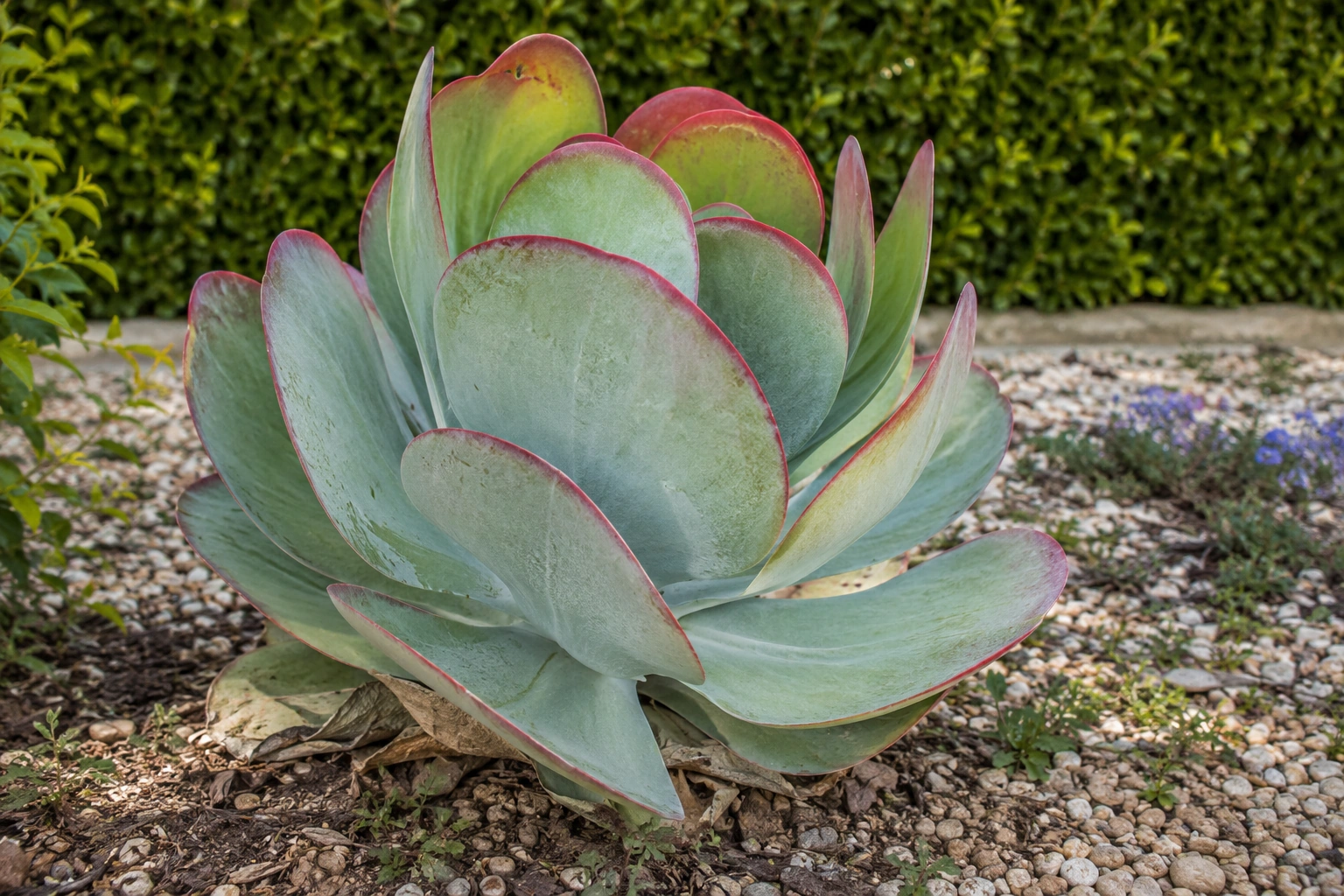 Kalanchoe luciae
