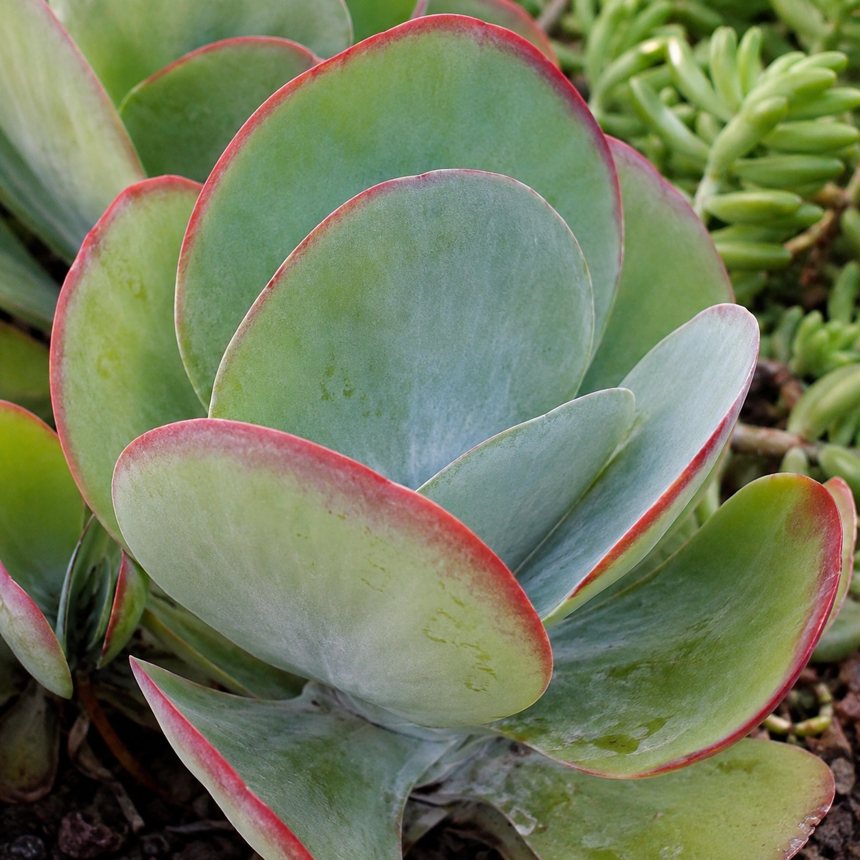 Detalle de Kalanchoe luciae