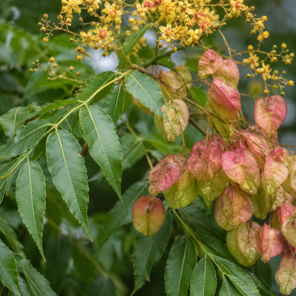 Detalle de hojas, flores amarillas y frutos de Koelreuteria paniculata