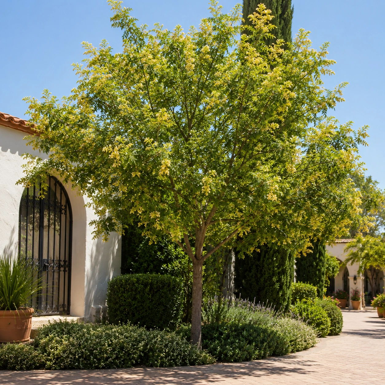 Koelreuteria paniculata utilizada en un jardín soleado