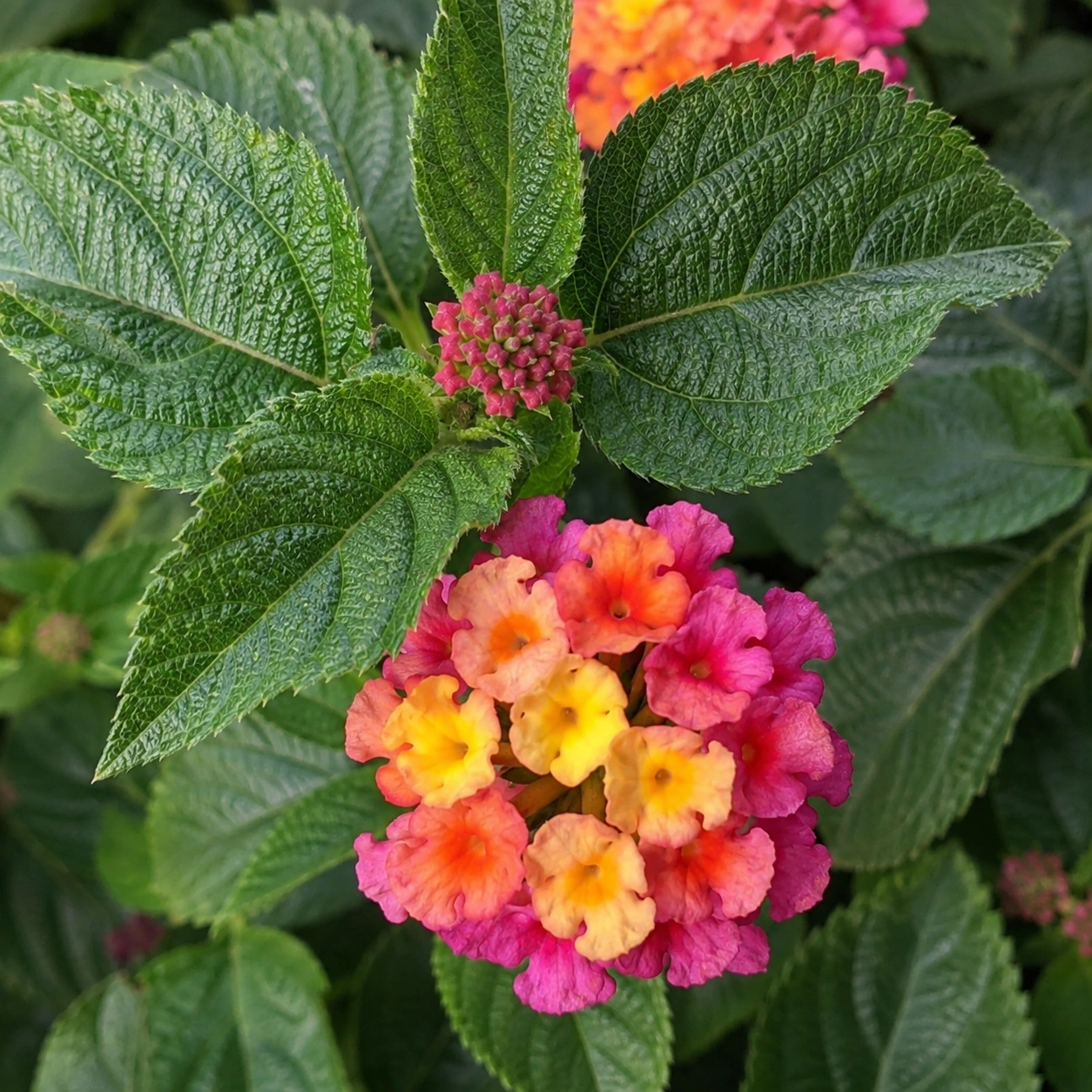 Detalle de Lantana