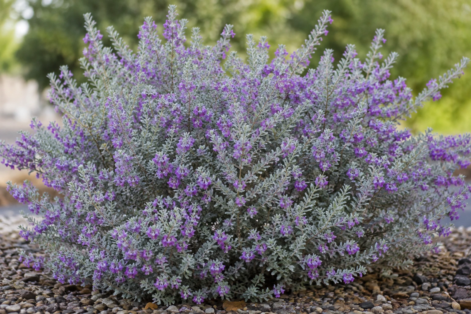 Leucophyllum frutescens