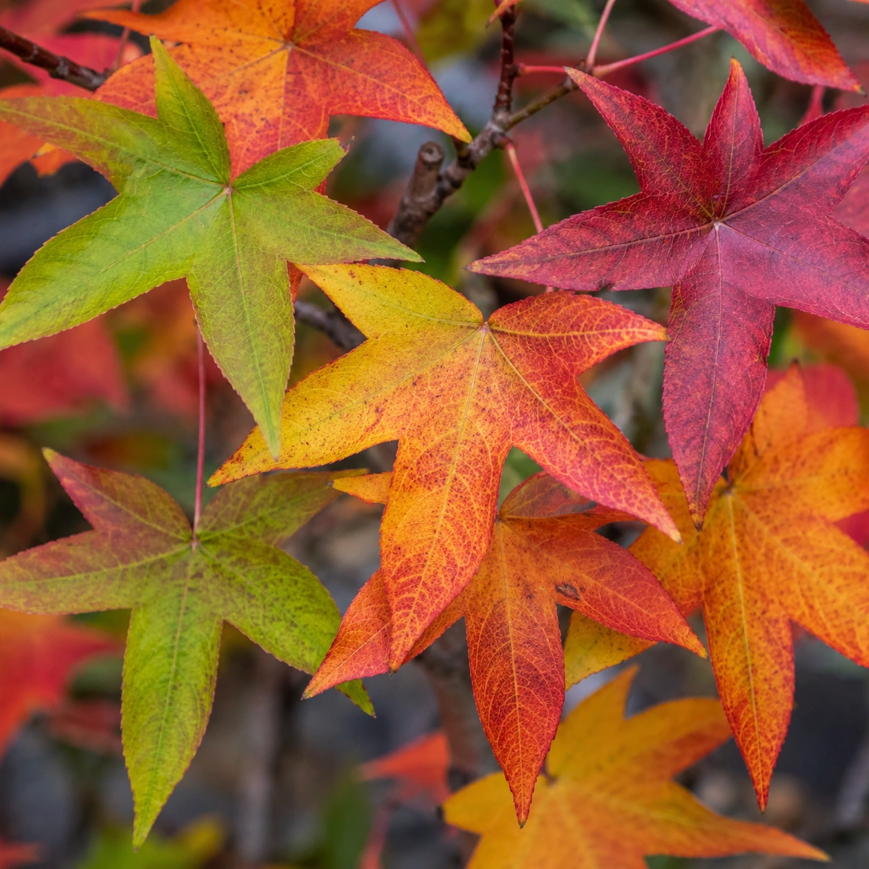 Detalle de hojas palmadas de Liquidambar styraciflua
