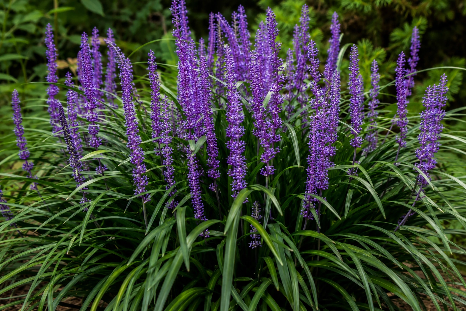 Liriope muscari