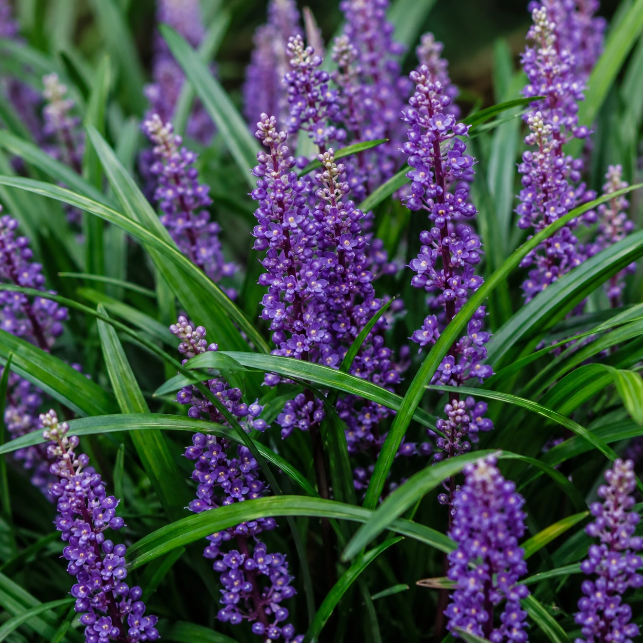 Liriope muscari