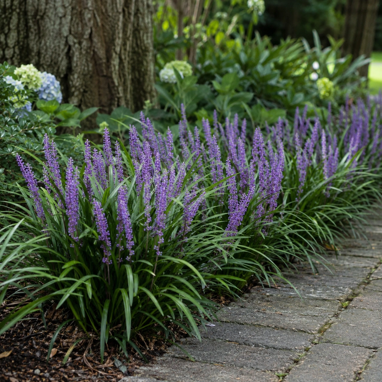 Liriope muscari