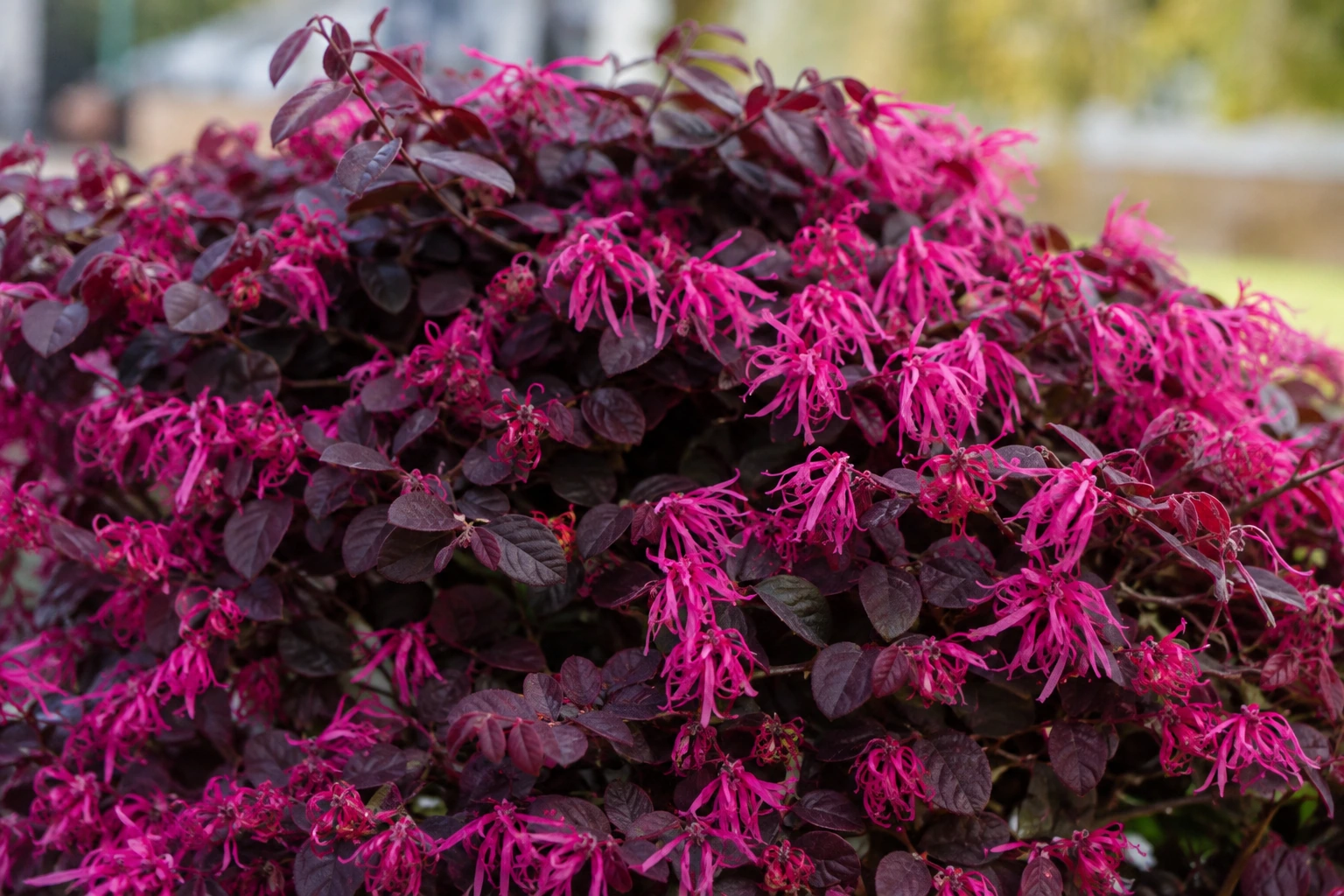 Loropetalum chinense