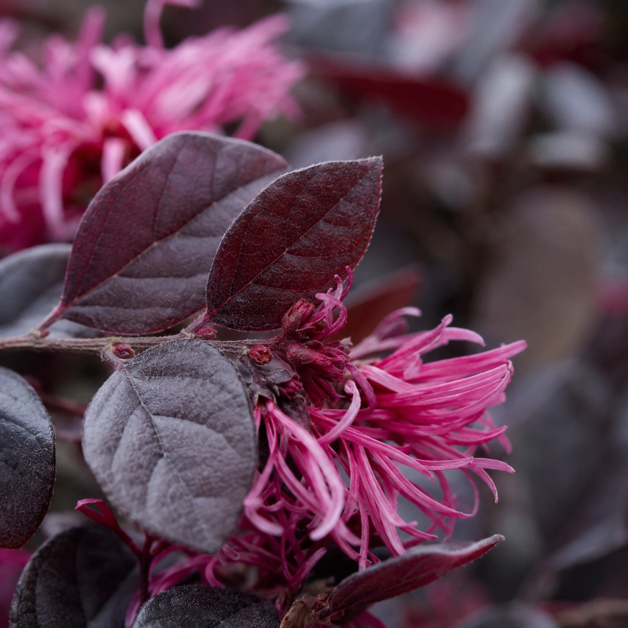 Loropetalum chinense