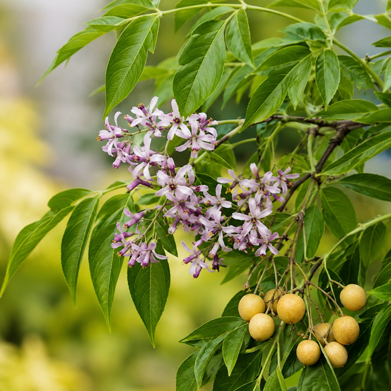 Detalle de hojas y flores lilas de Melia azedarach