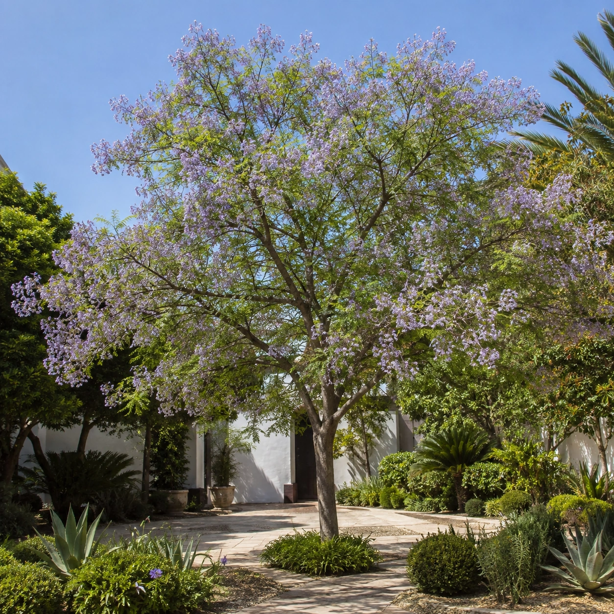 Melia azedarach utilizada como árbol de sombra