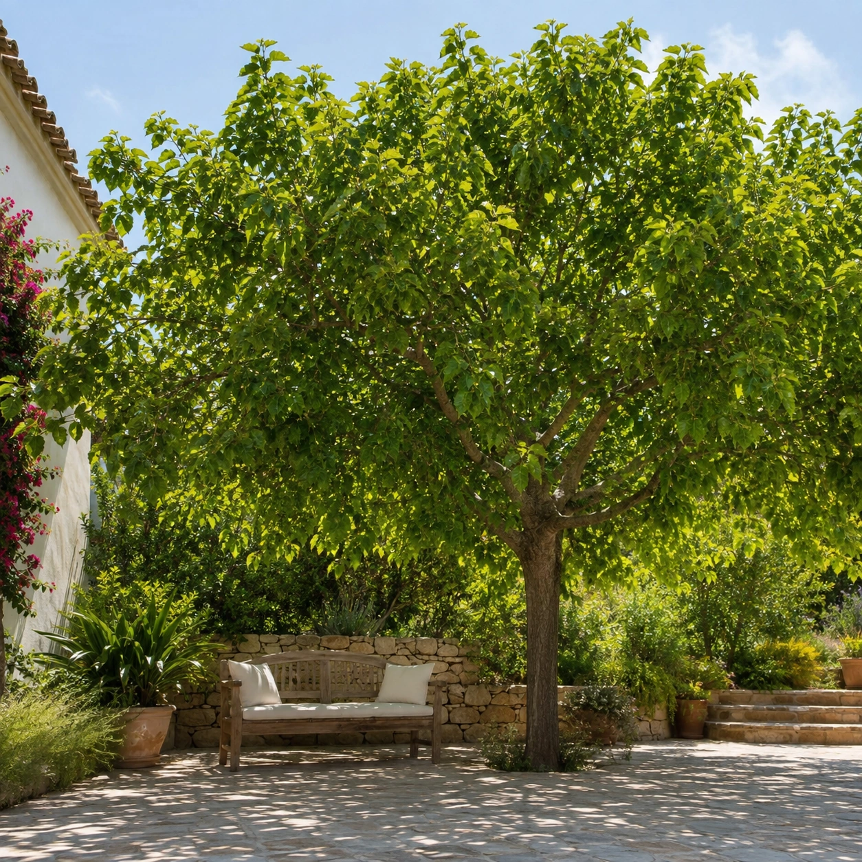 Morera sin fruto utilizado en jardín