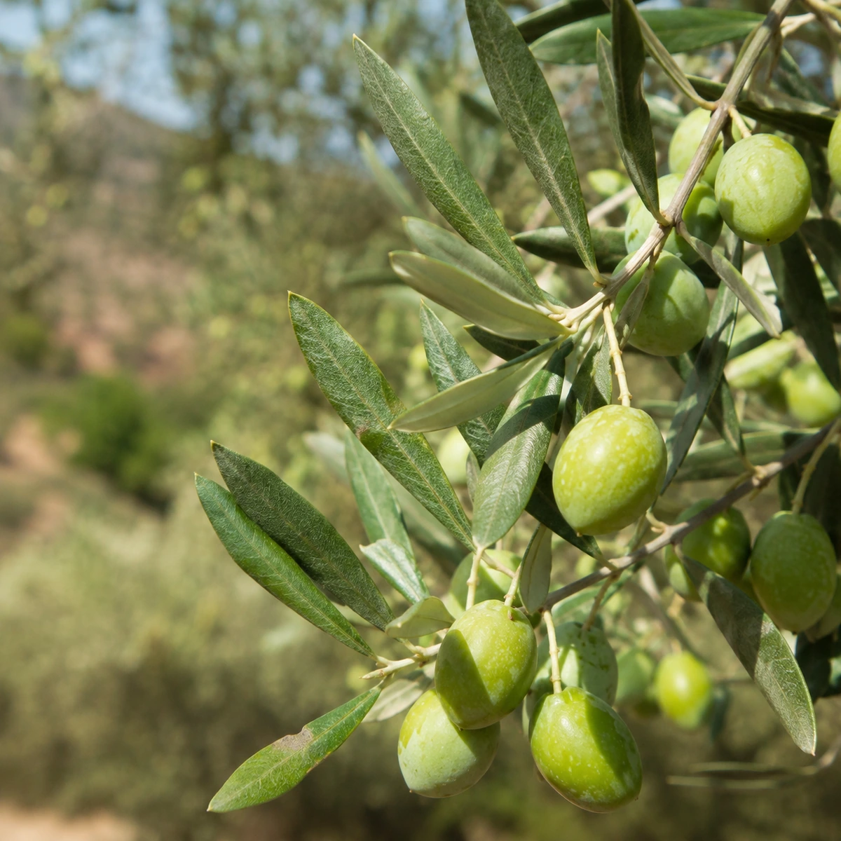 Detalle de hojas y aceitunas de Olivo