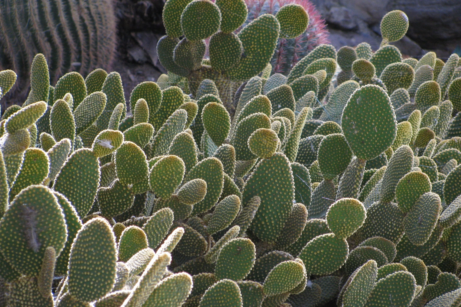 Opuntia microdasys