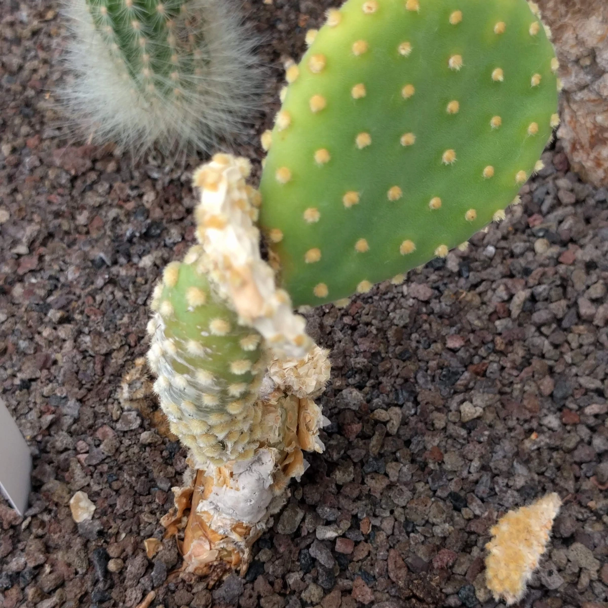 Detalle de Opuntia microdasys