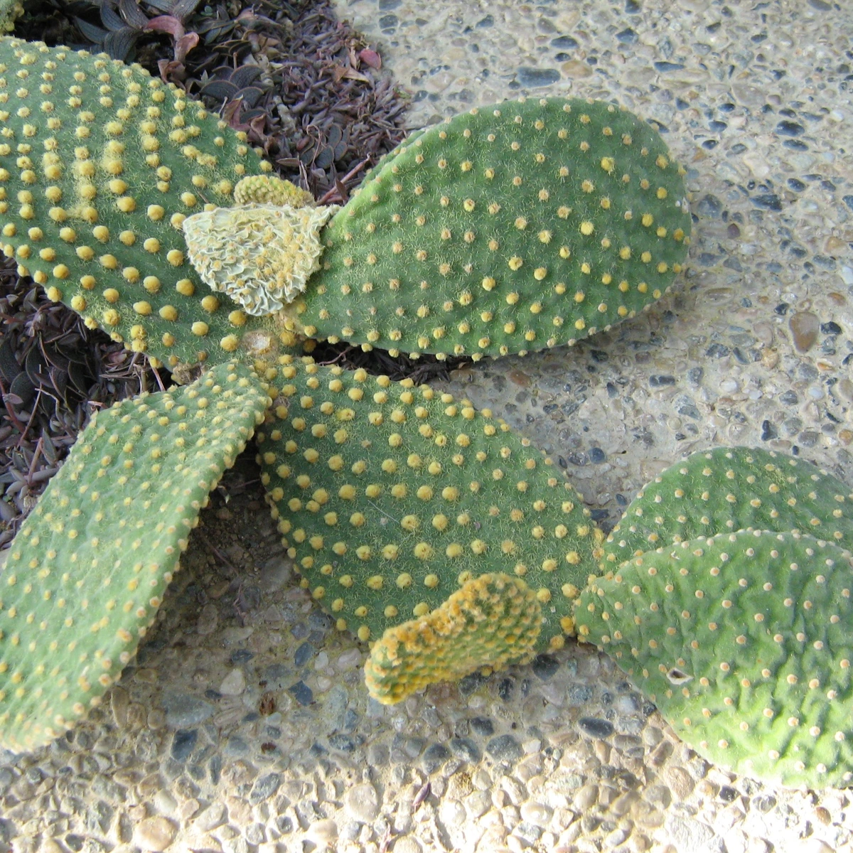 Uso de Opuntia microdasys
