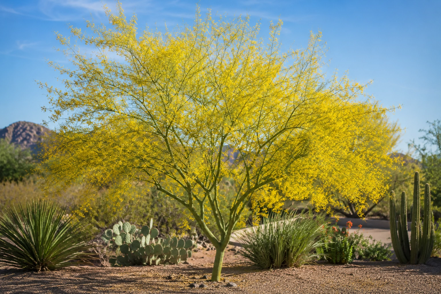Palo verde