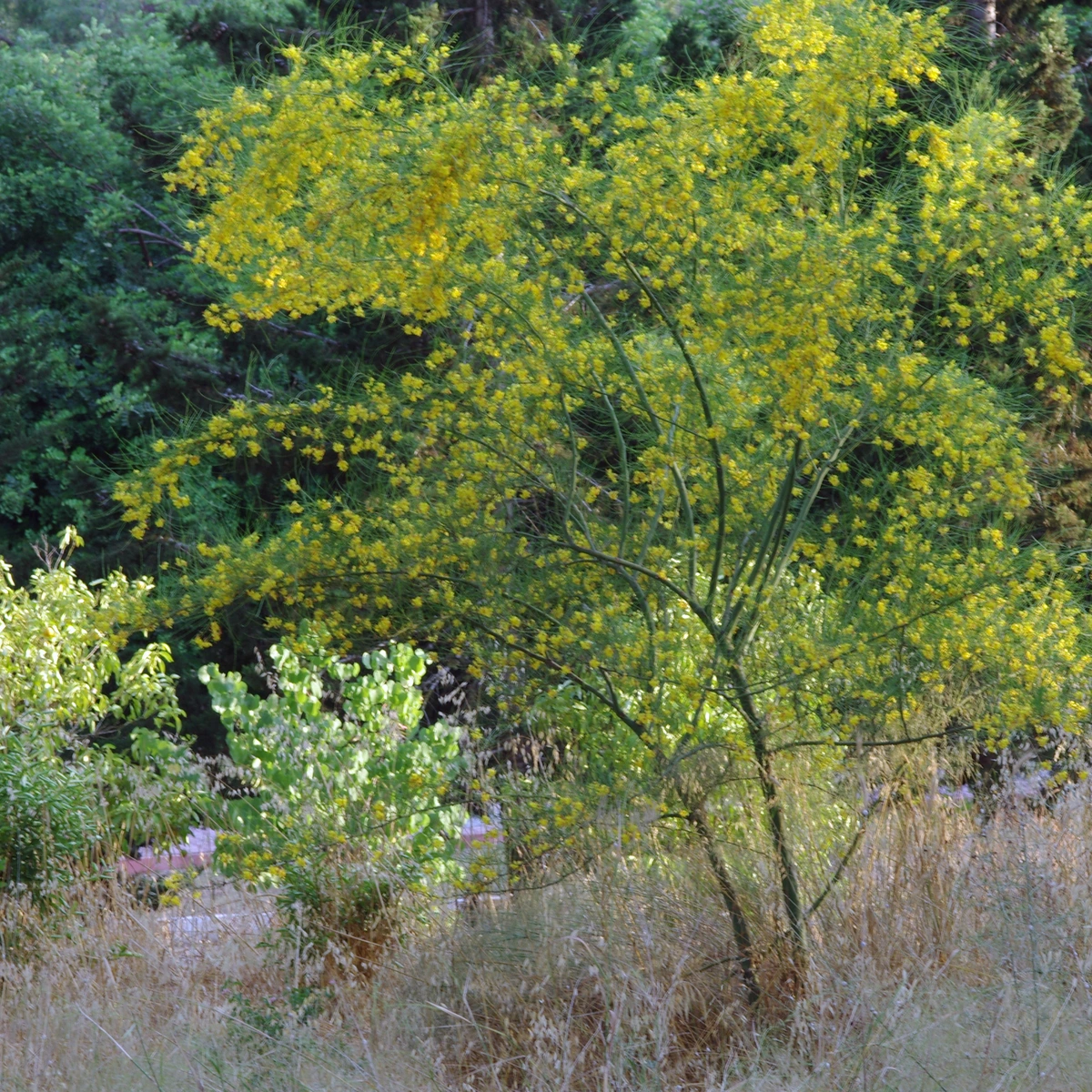 Uso de Palo verde