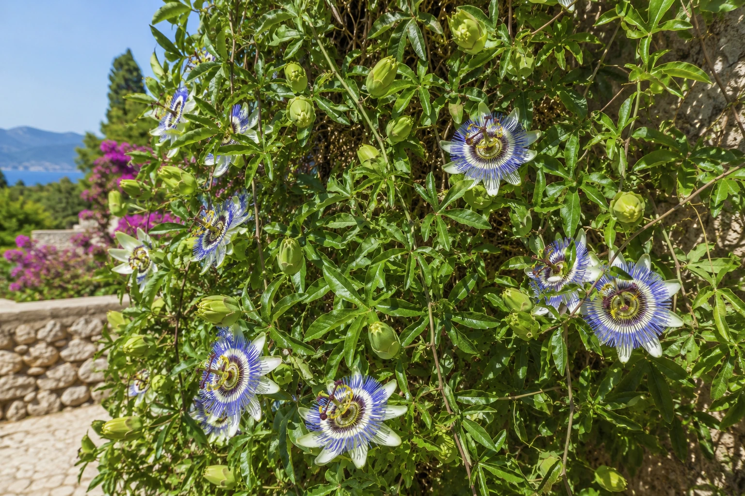 Pasiflora