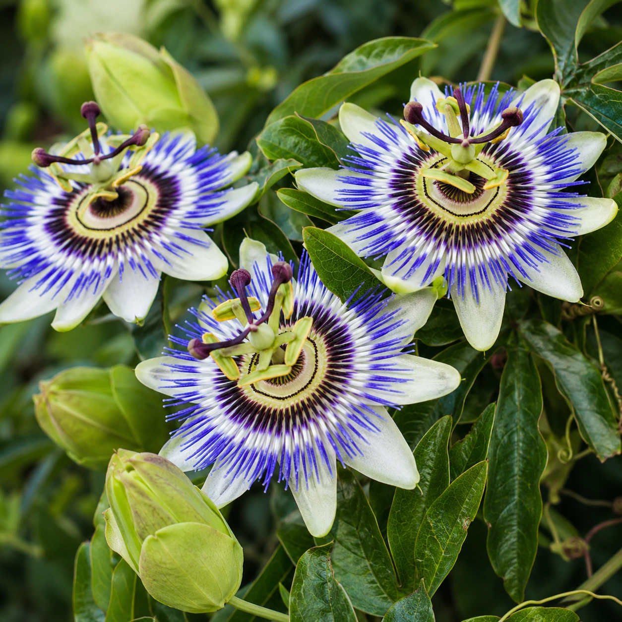 Detalle de Pasiflora