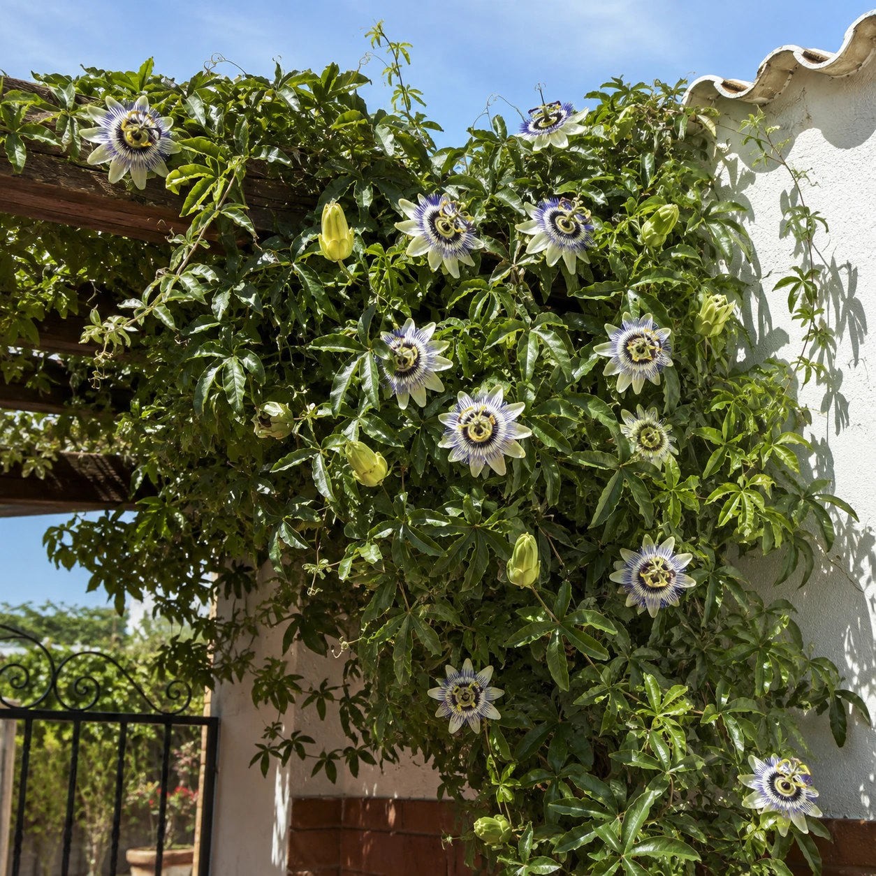 Uso de Pasiflora