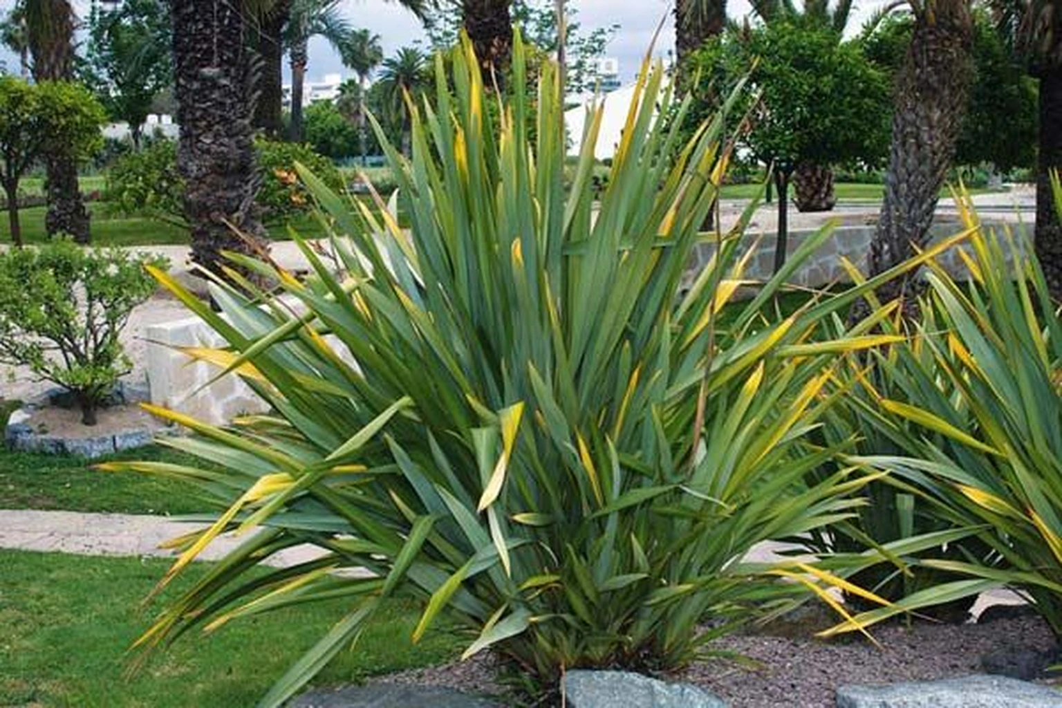Phormium tenax