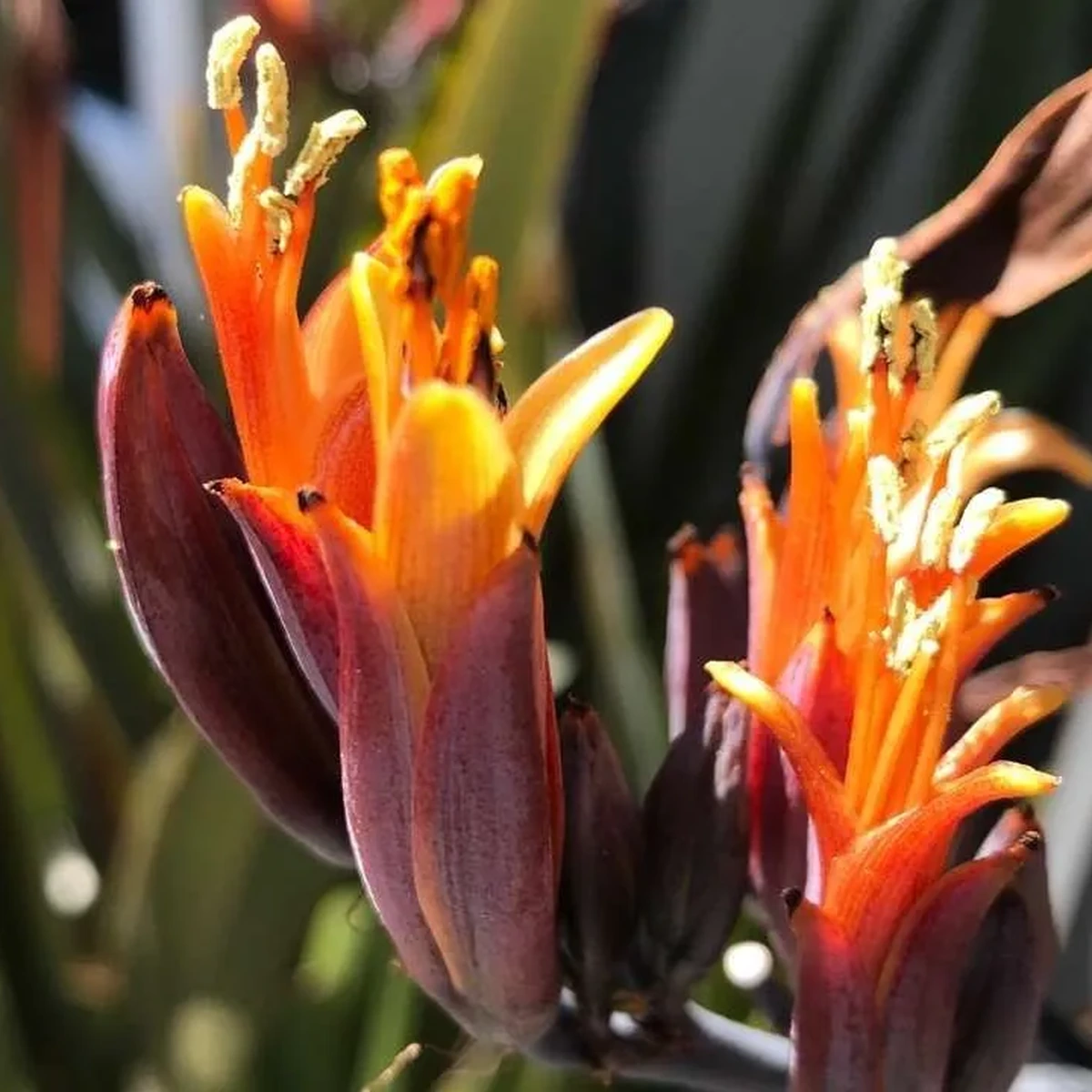 Phormium tenax