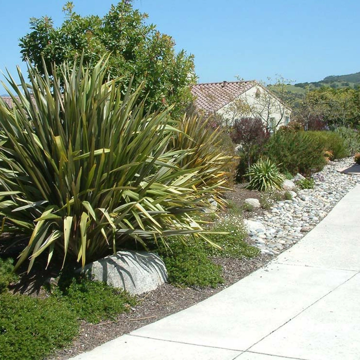 Phormium tenax