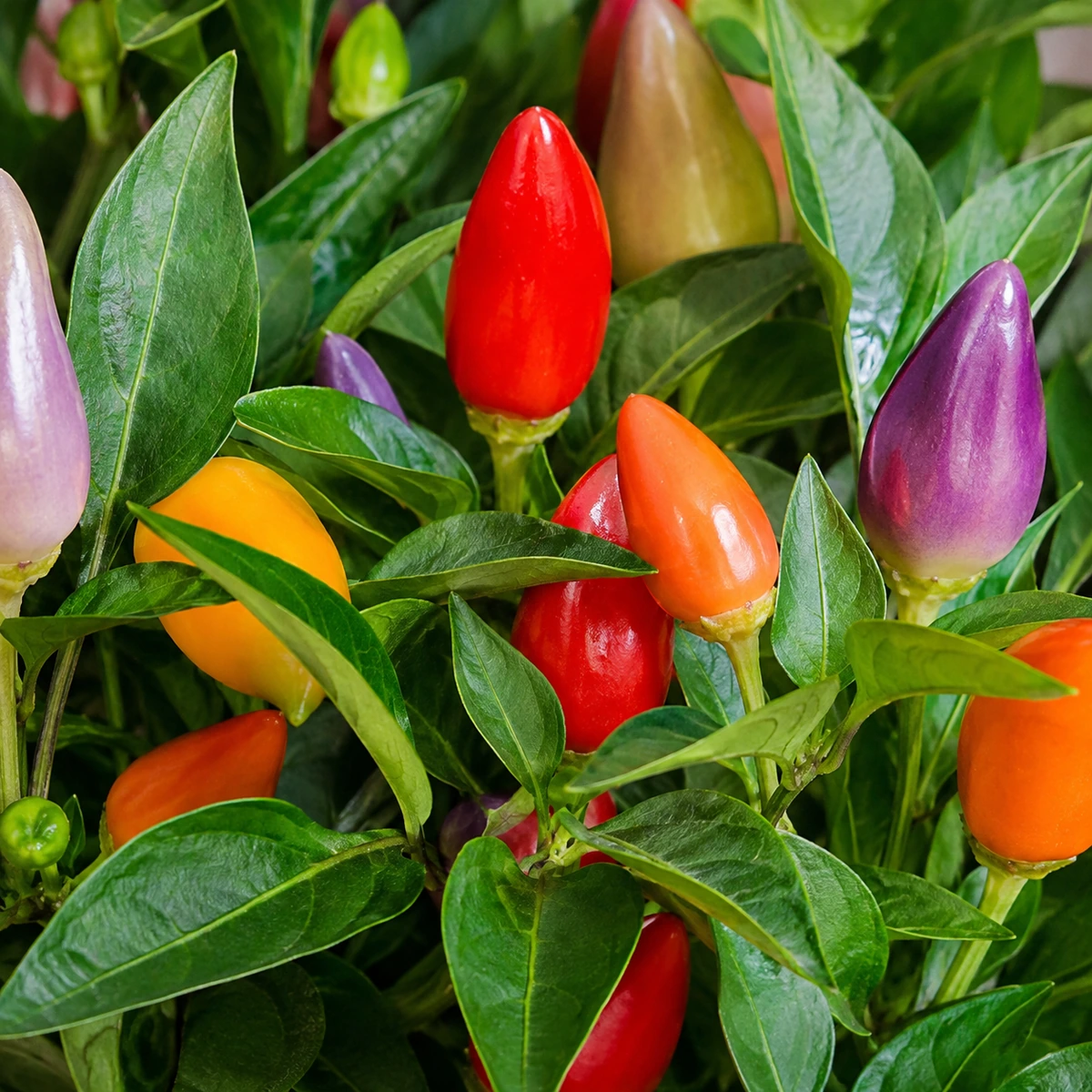 Detalle de follaje y frutos de Pimiento ornamental