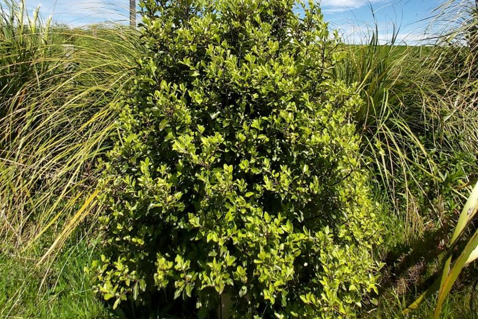Pittosporum tenuifolium