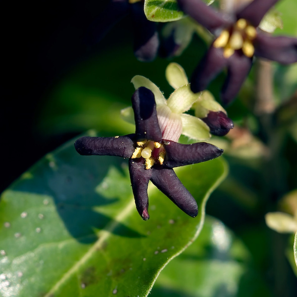 Pittosporum tenuifolium
