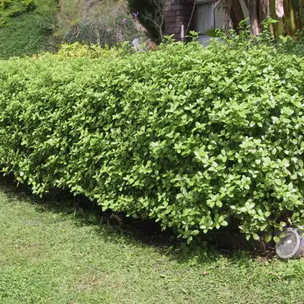 Pittosporum tenuifolium