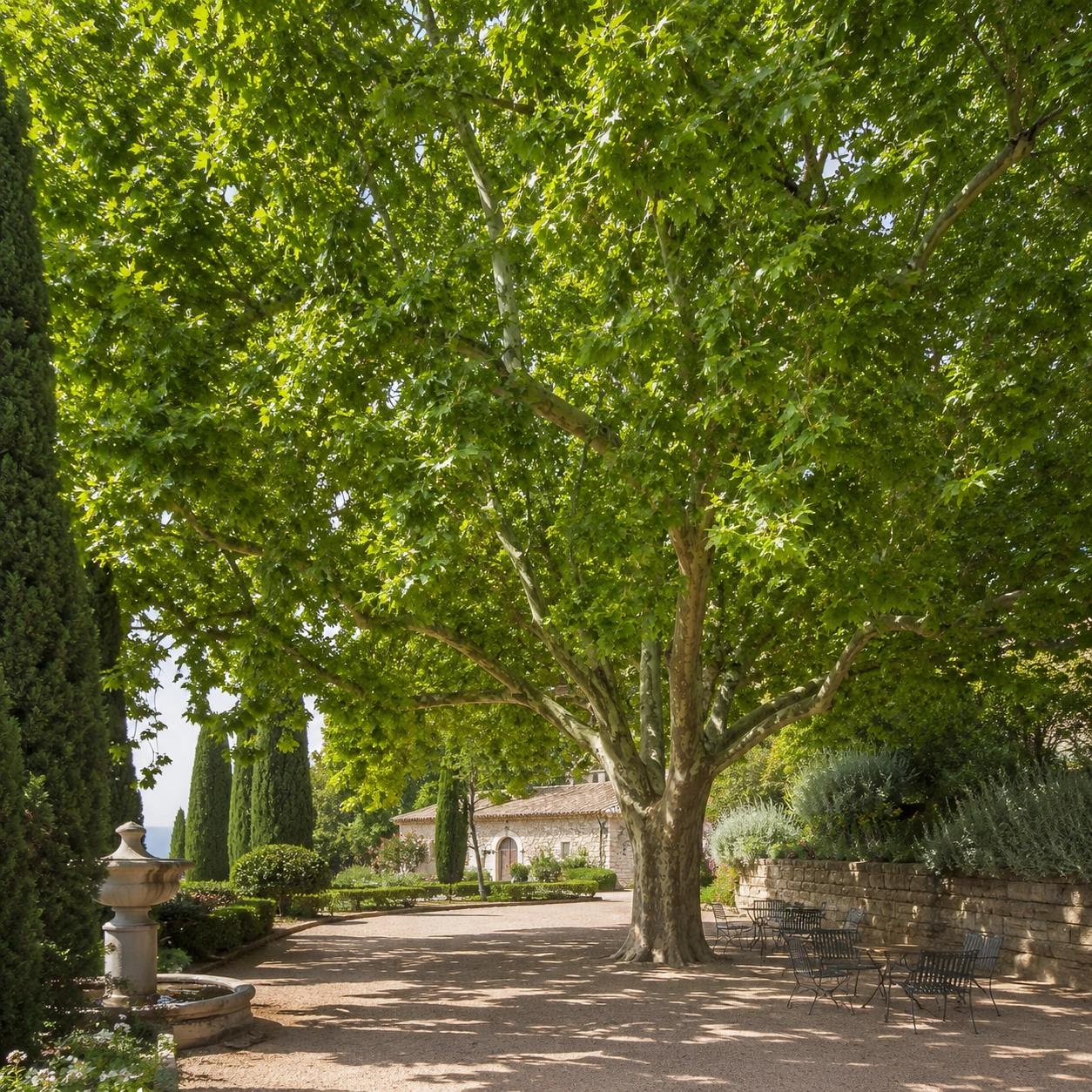 Plátano de sombra utilizado en jardín