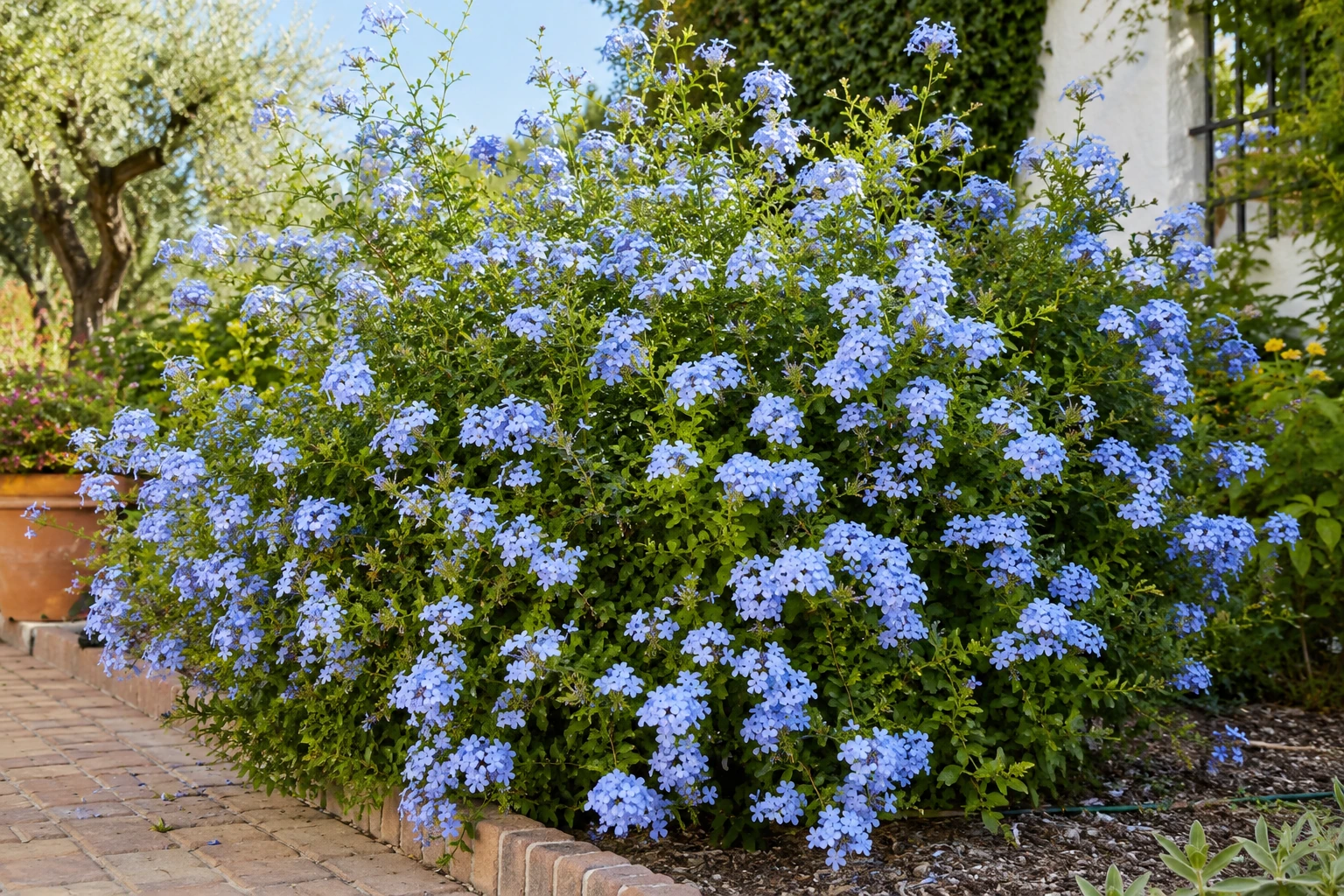 Plumbago