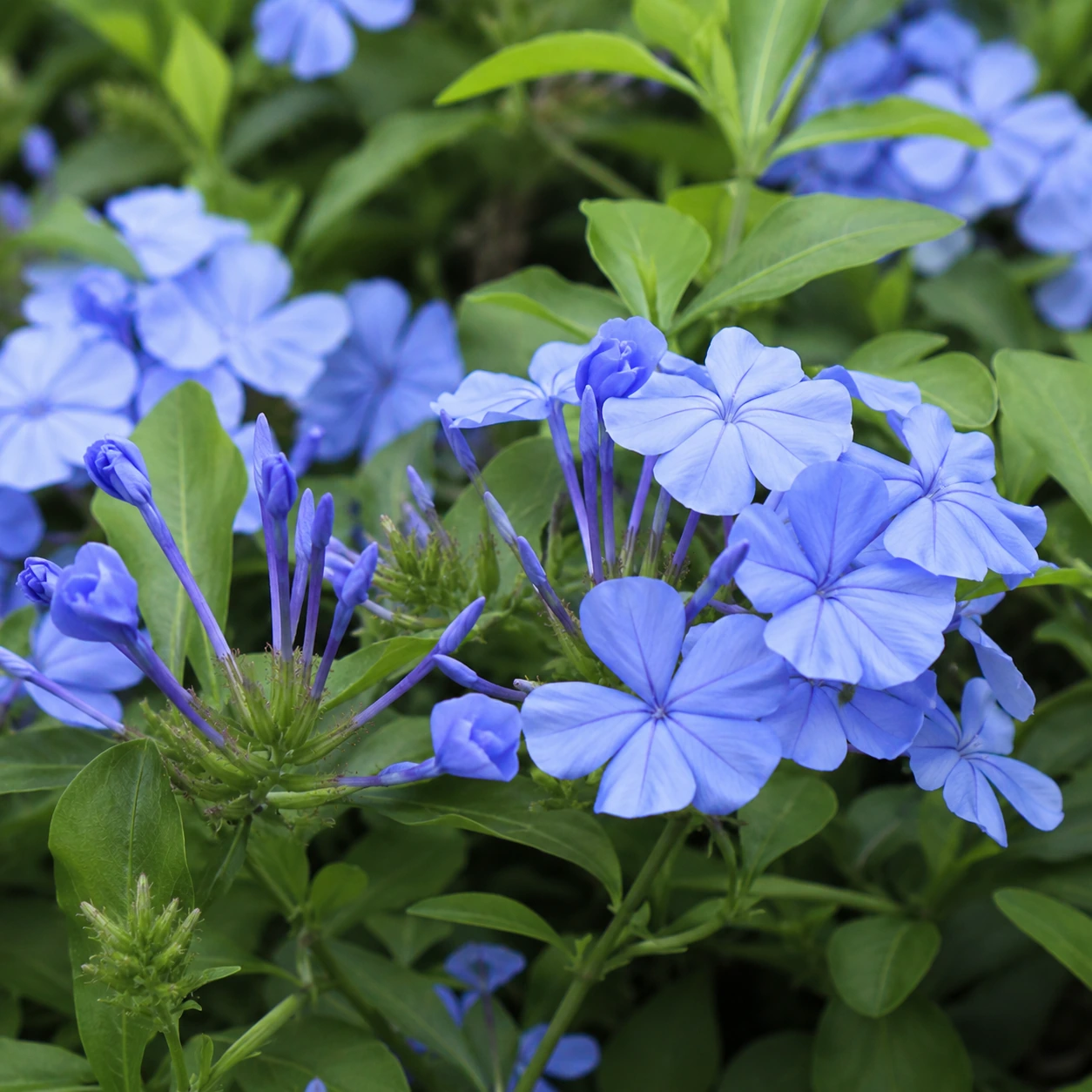 Detalle de Plumbago