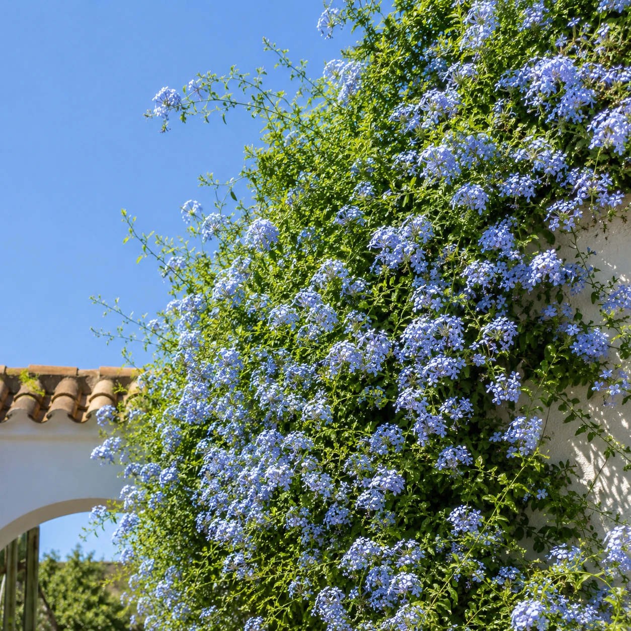 Uso de Plumbago