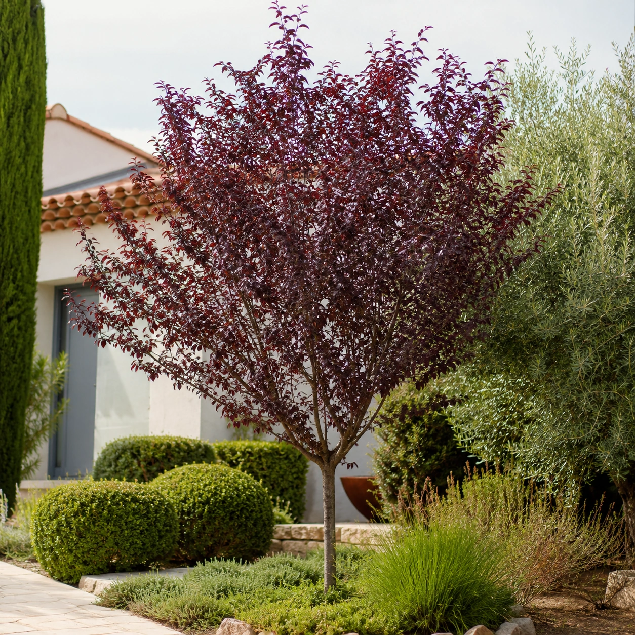 Pruno rojo utilizado en jardín