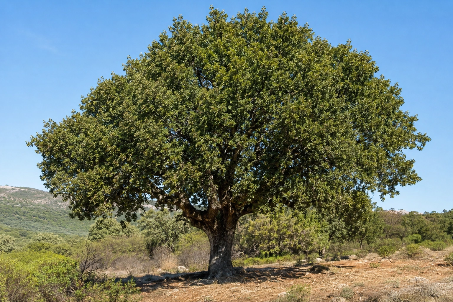 Quejigo