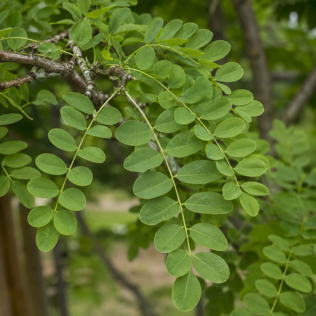 Follaje de Robinia de bola
