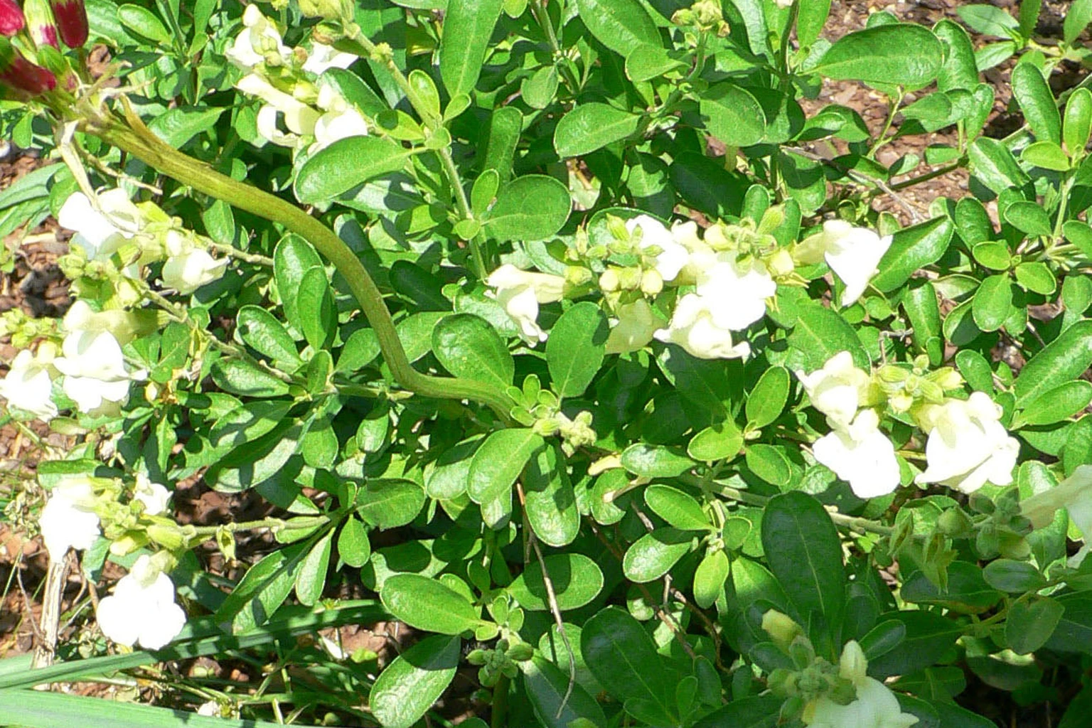 Salvia greggii