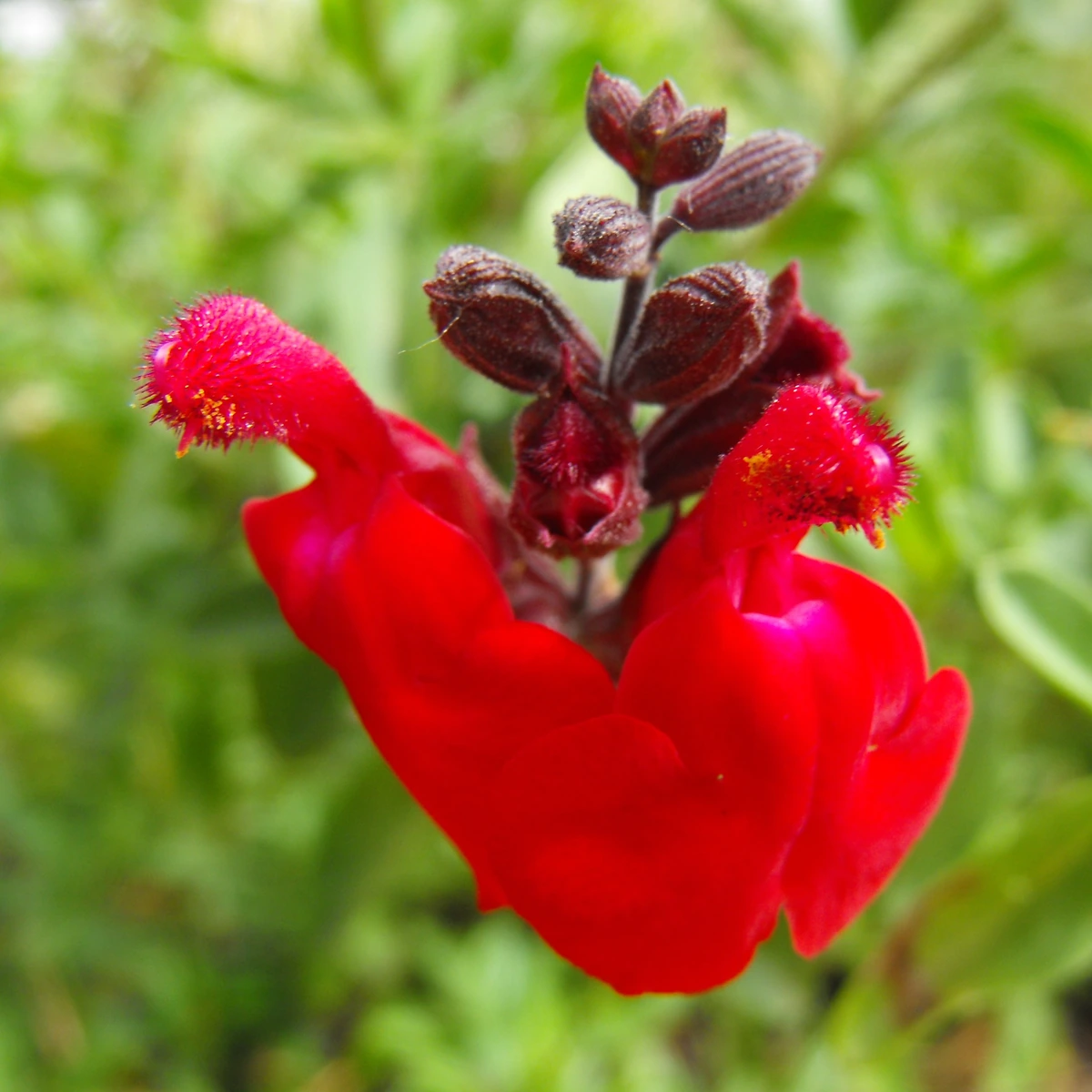 Salvia greggii