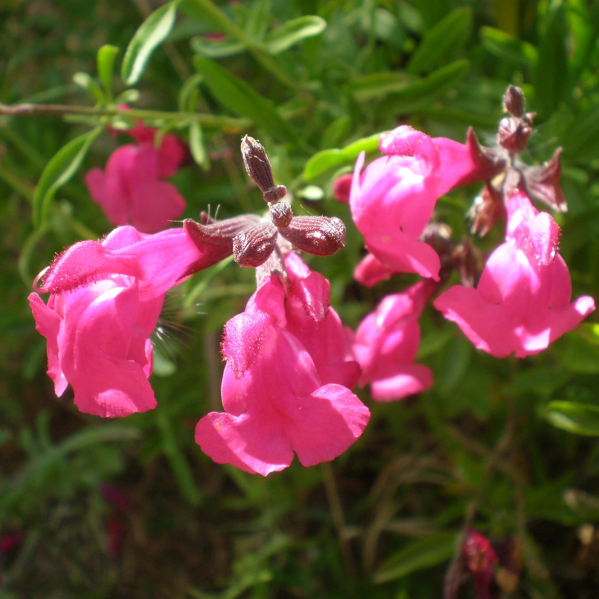 Salvia greggii