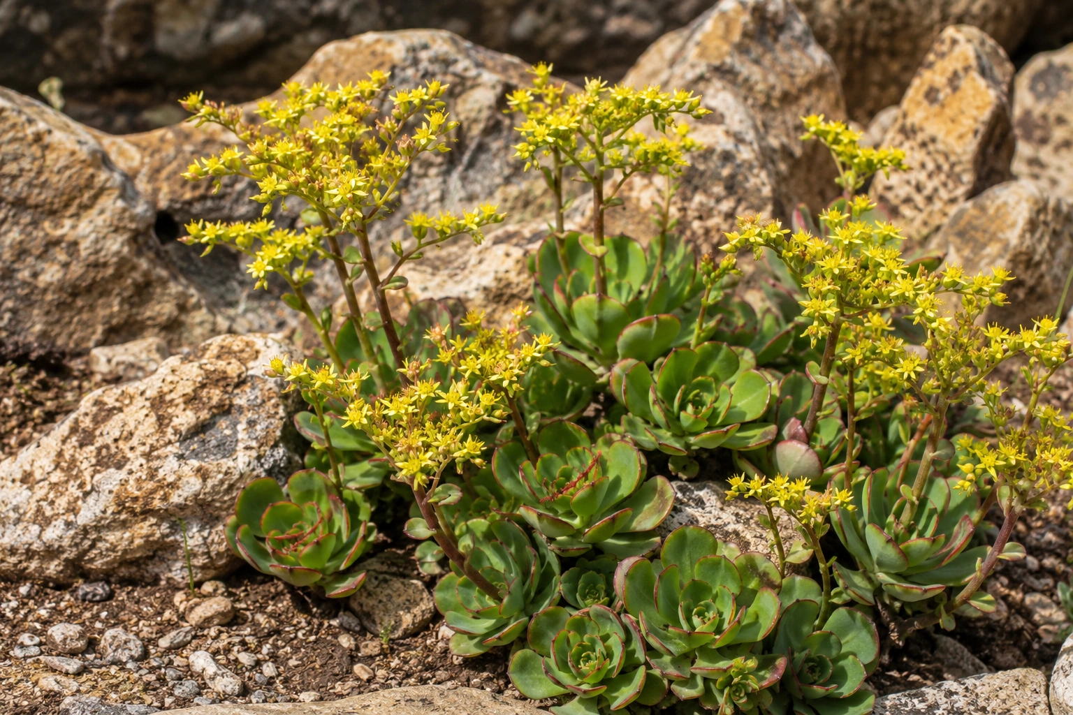 Sedum palmeri