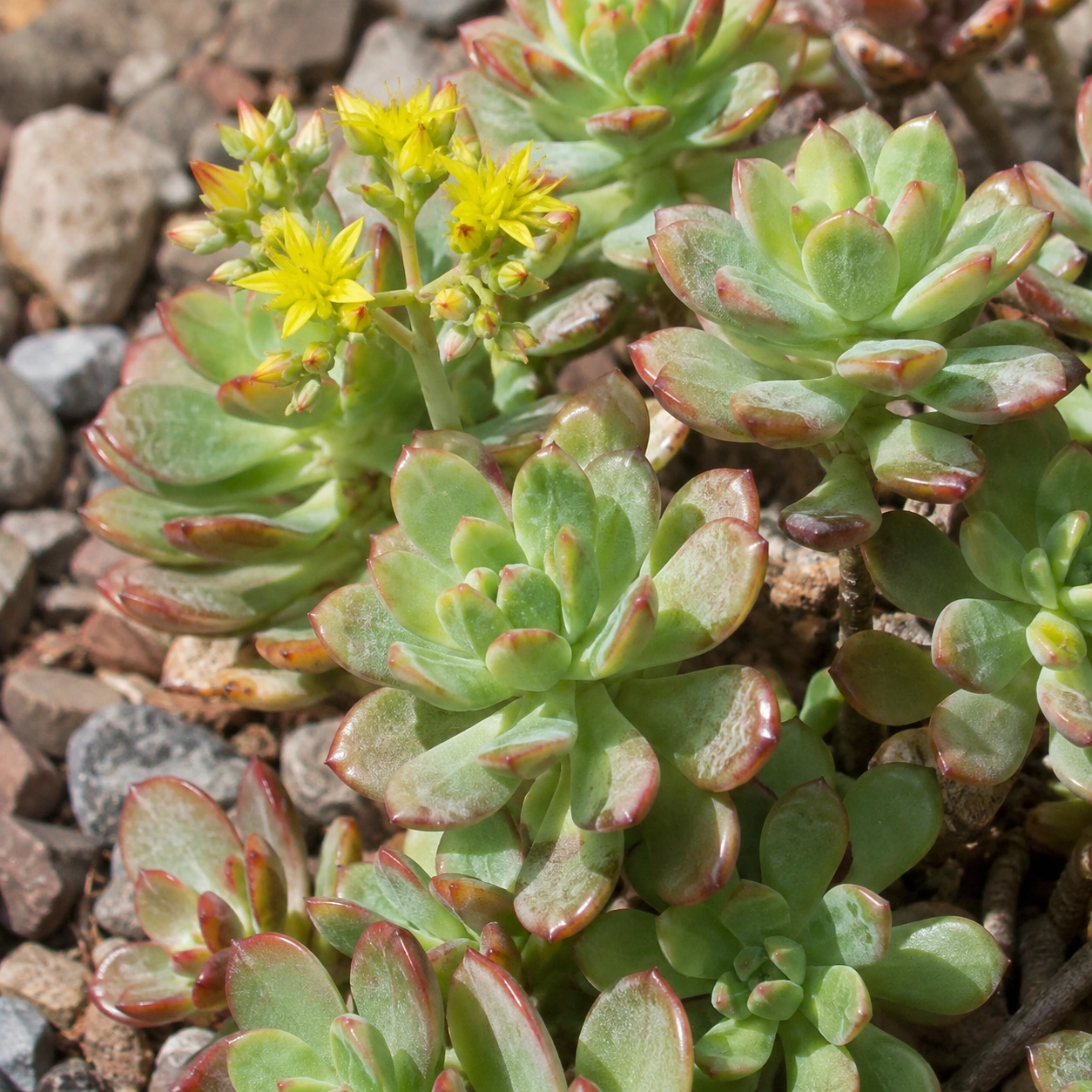 Detalle de Sedum palmeri
