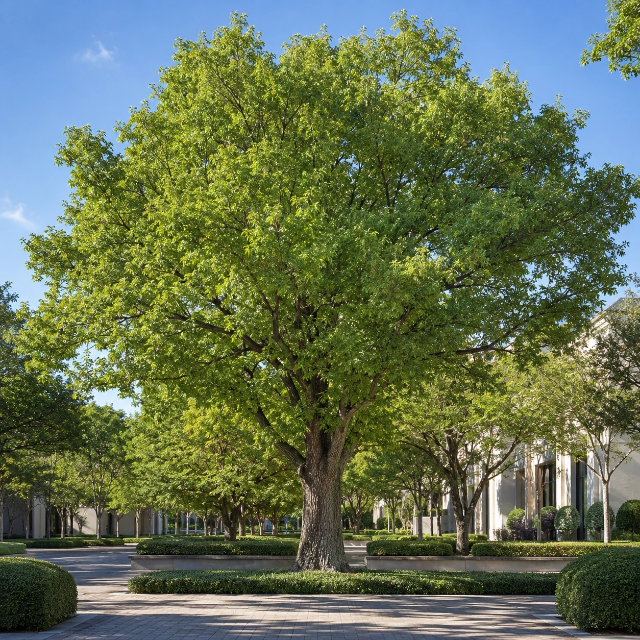 Sophora utilizada como árbol de alineación