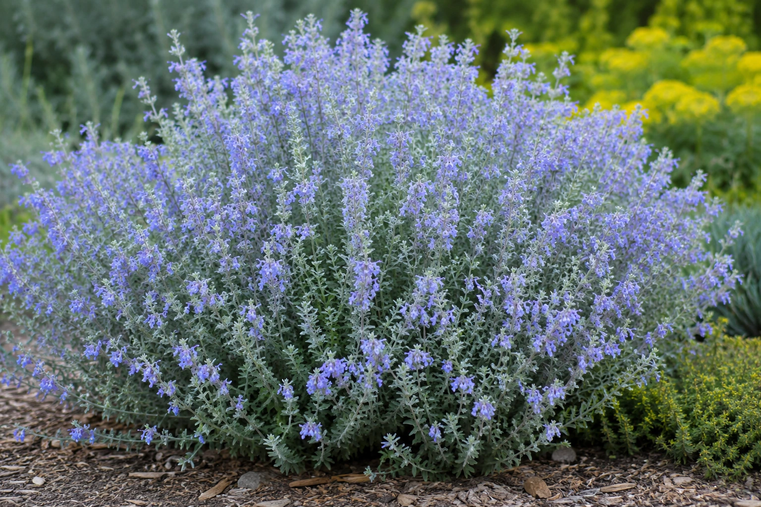Teucrium fruticans