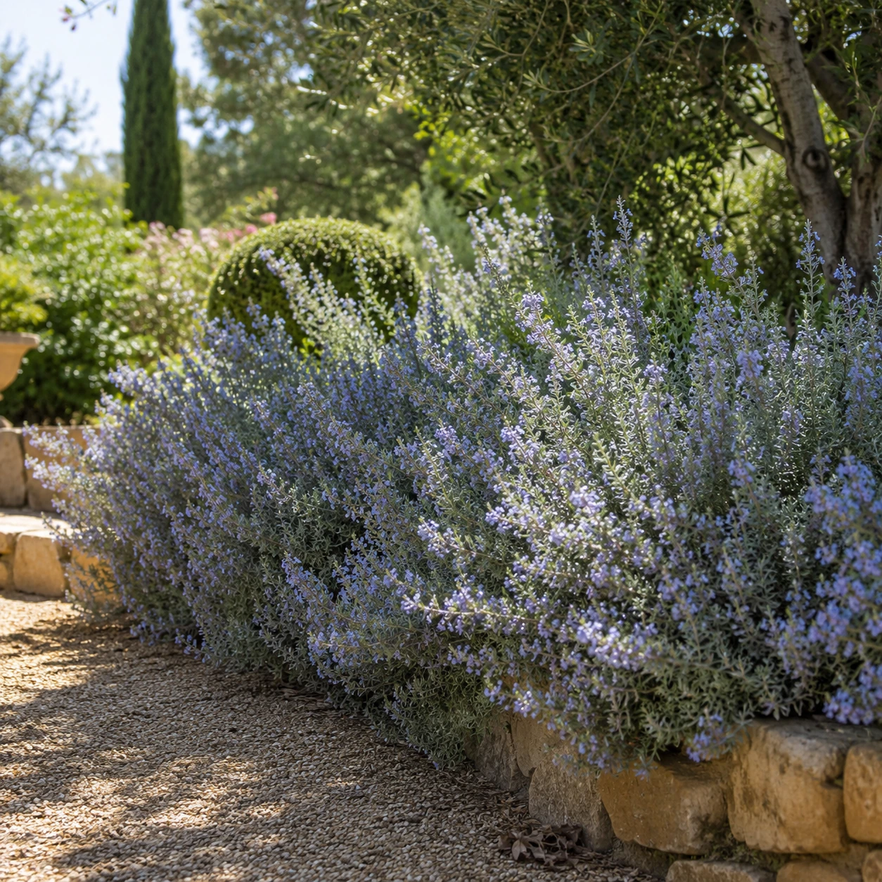 Teucrium fruticans