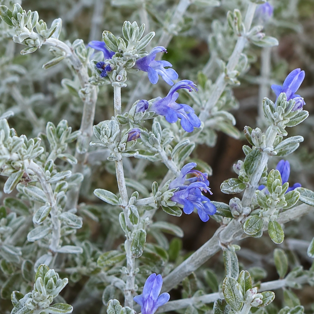 Detalle de Teucrium