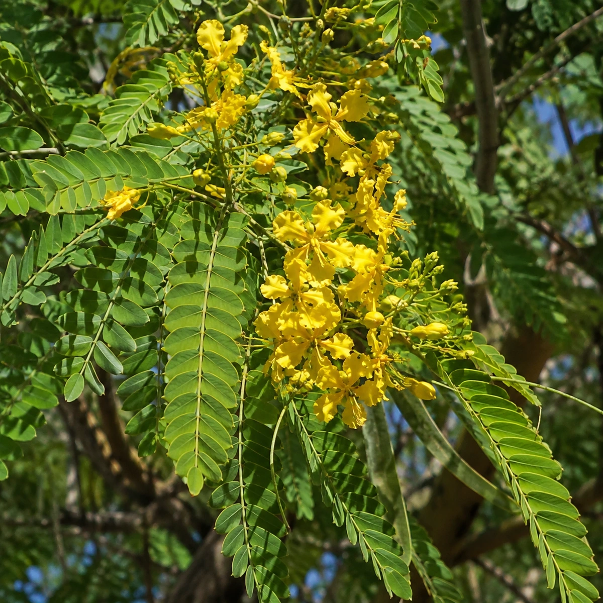 Detalle de Tipuana