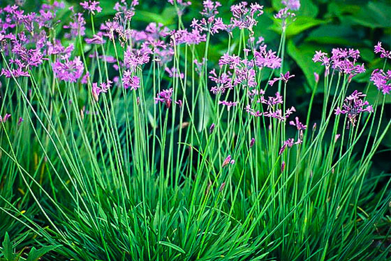 Tulbaghia violacea