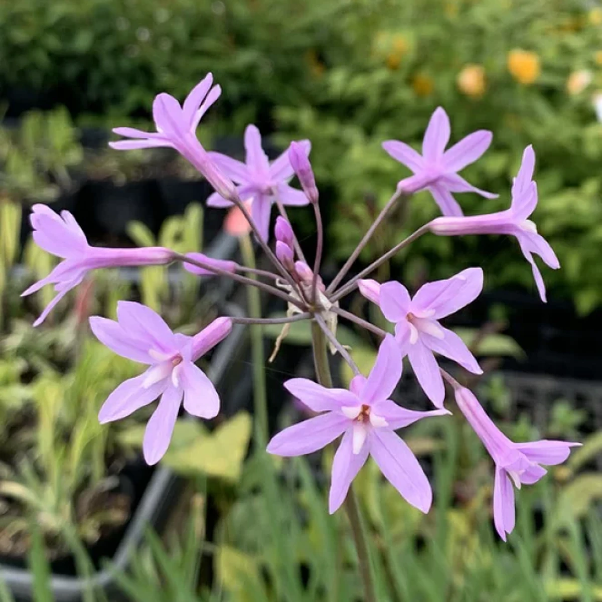 Tulbaghia violacea